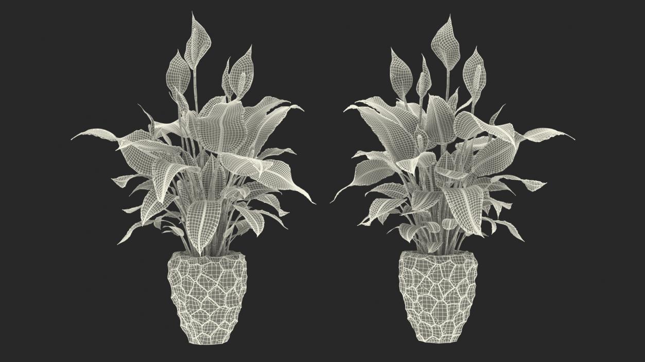 Plant Lily Spathiphyllum In Ceramic Pot 3D model