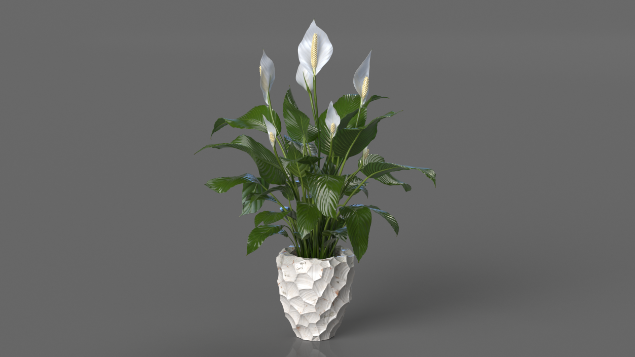 Plant Lily Spathiphyllum In Ceramic Pot 3D model