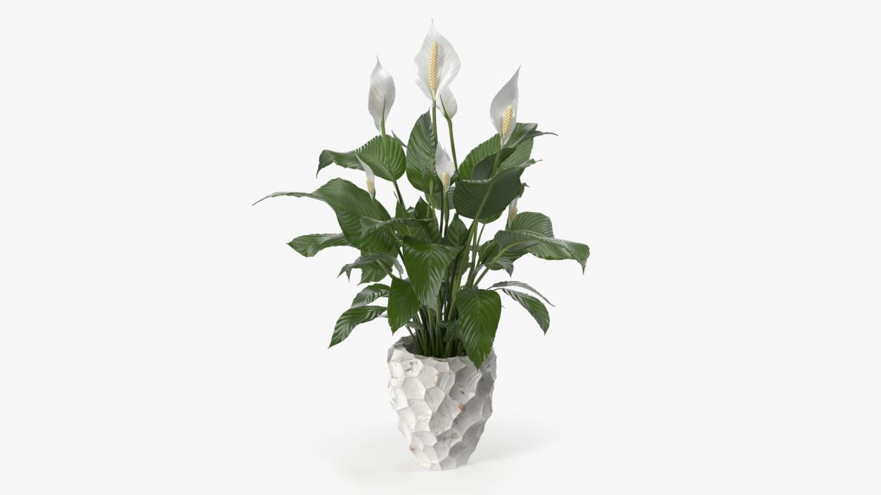 Plant Lily Spathiphyllum In Ceramic Pot 3D model