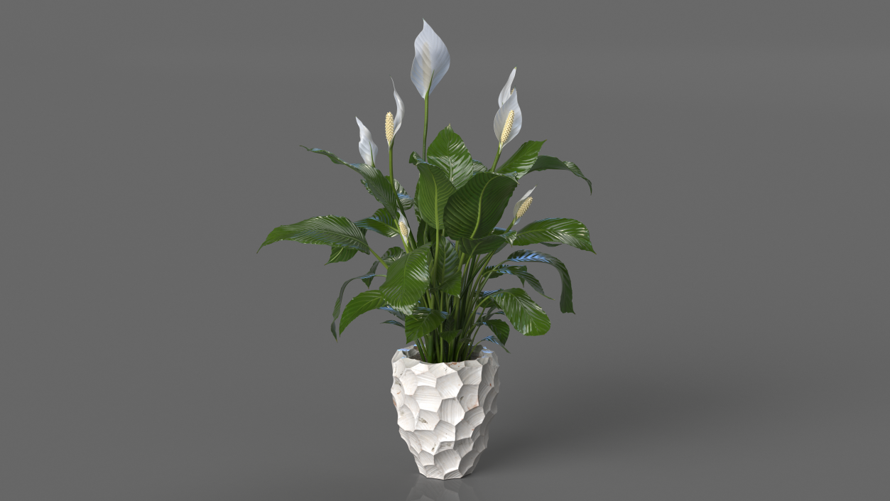 Plant Lily Spathiphyllum In Ceramic Pot 3D model