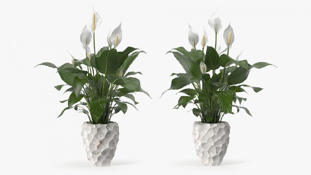 Plant Lily Spathiphyllum In Ceramic Pot 3D model