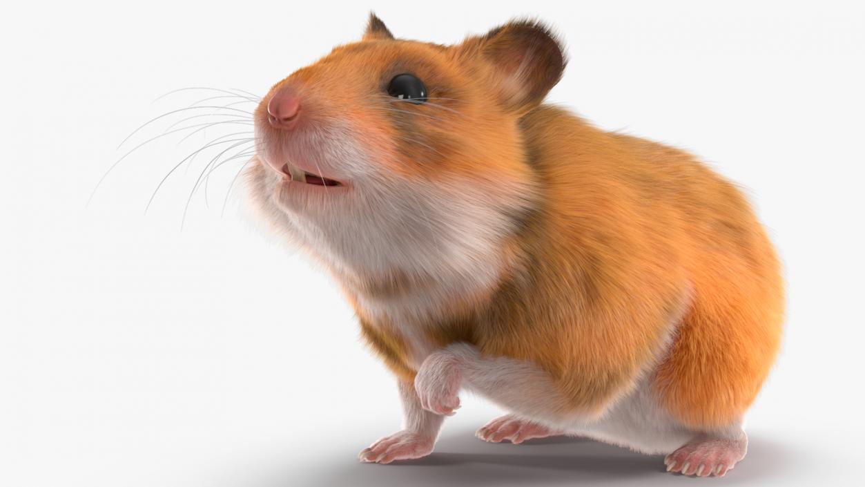 3D Golden Hamster Rigged