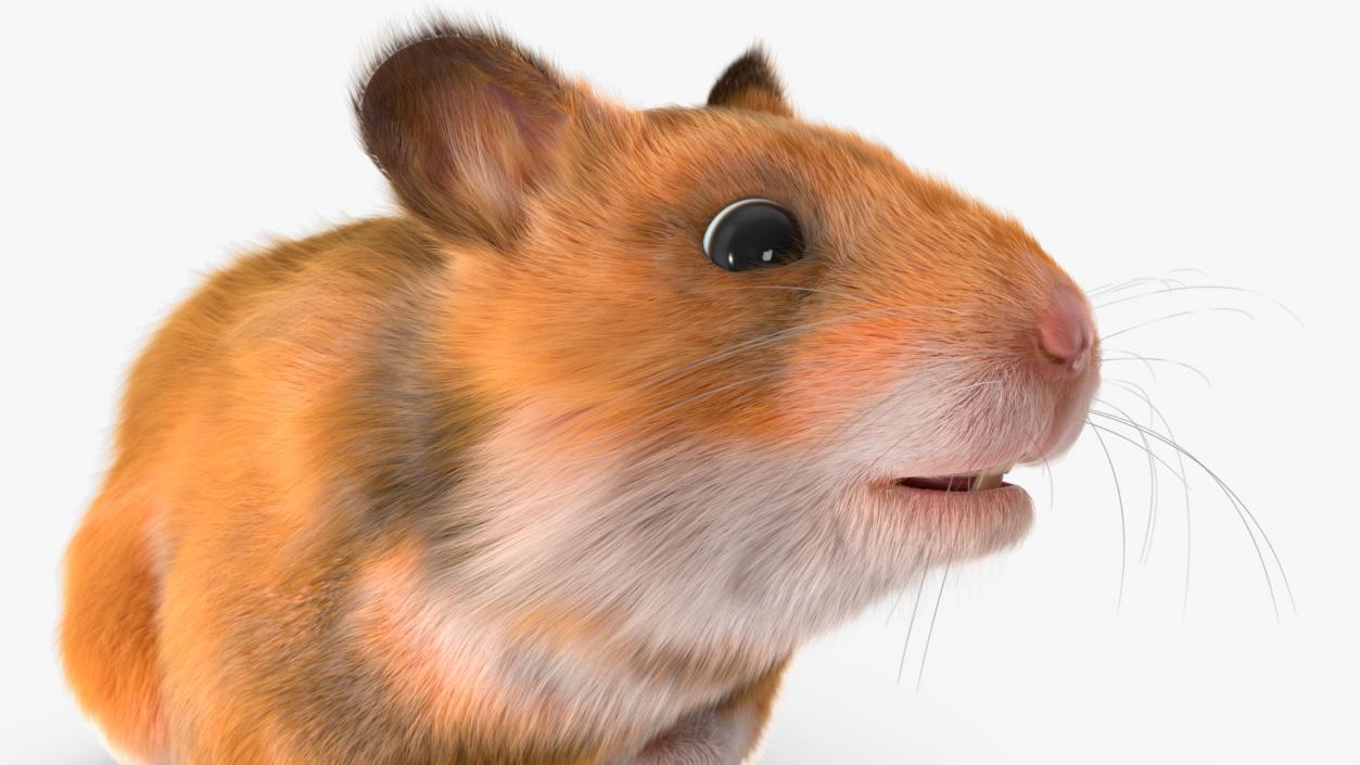 3D Golden Hamster Rigged