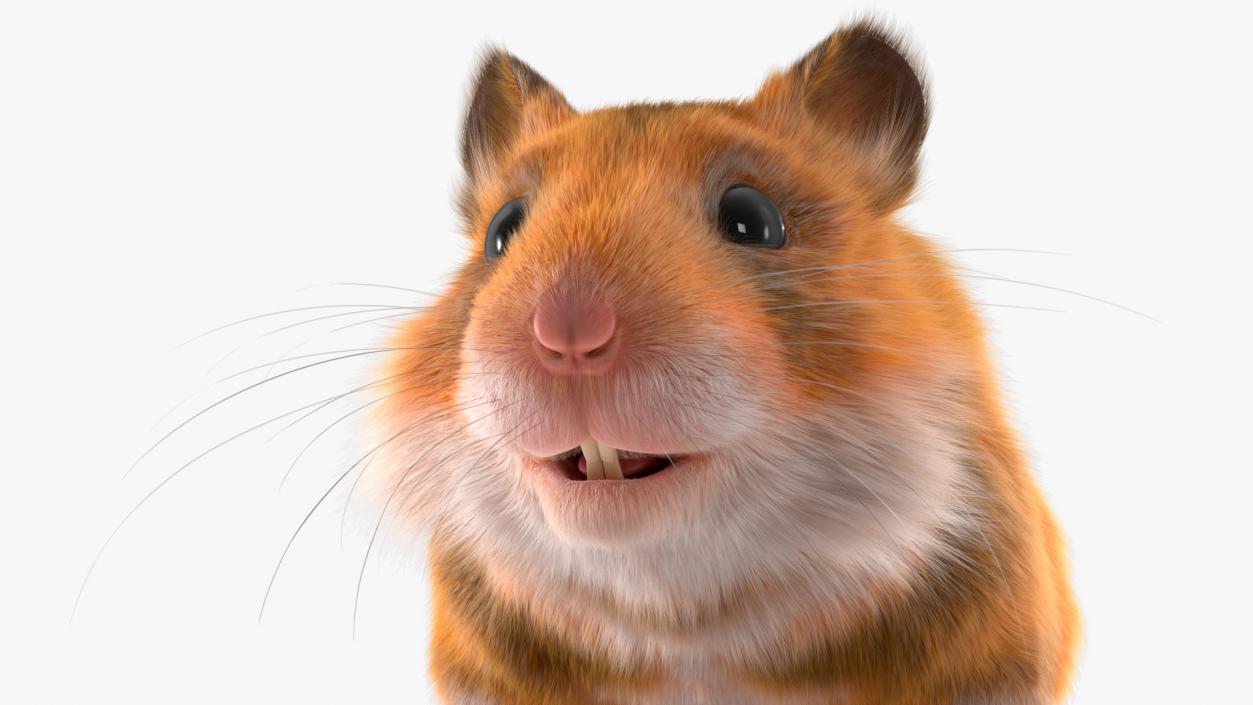 3D Golden Hamster Rigged