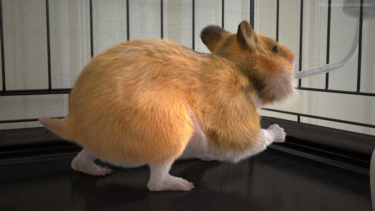 3D Golden Hamster Rigged