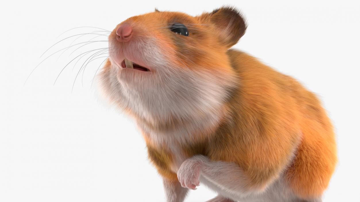 3D Golden Hamster Rigged