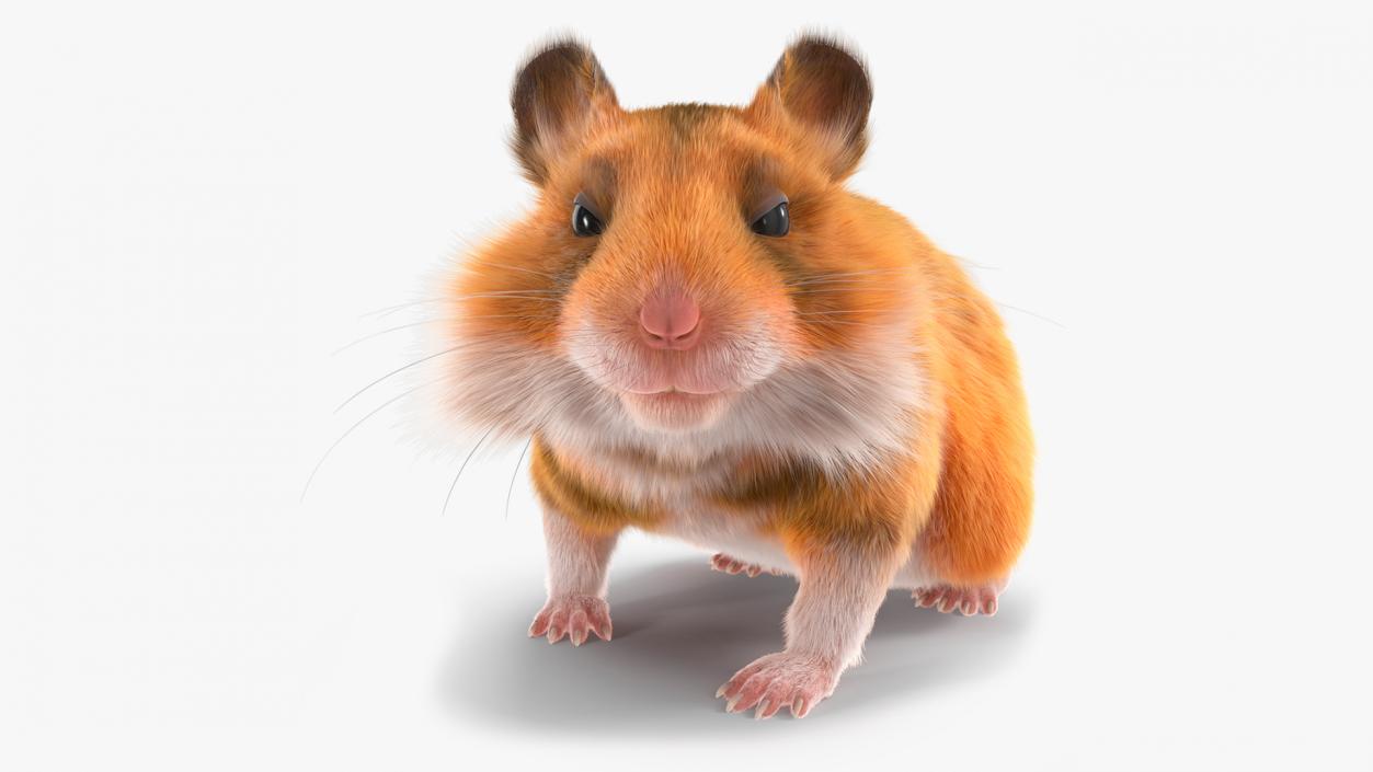 3D Golden Hamster Rigged