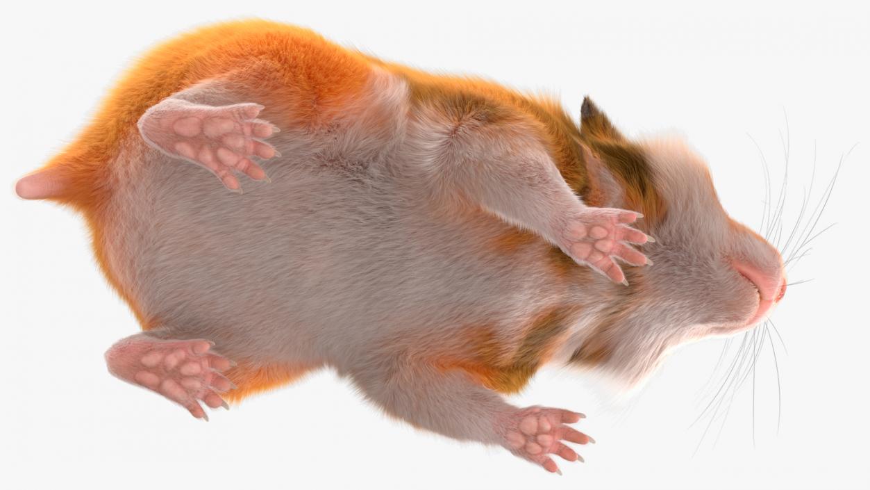 3D Golden Hamster Rigged