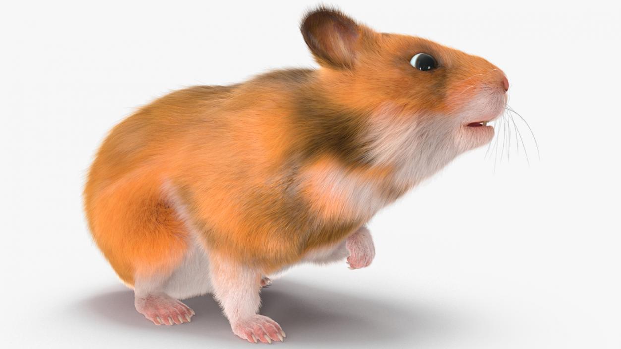 3D Golden Hamster Rigged