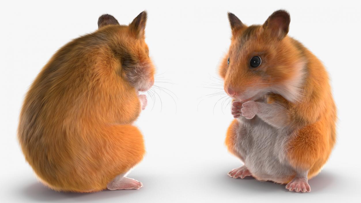 3D Golden Hamster Rigged