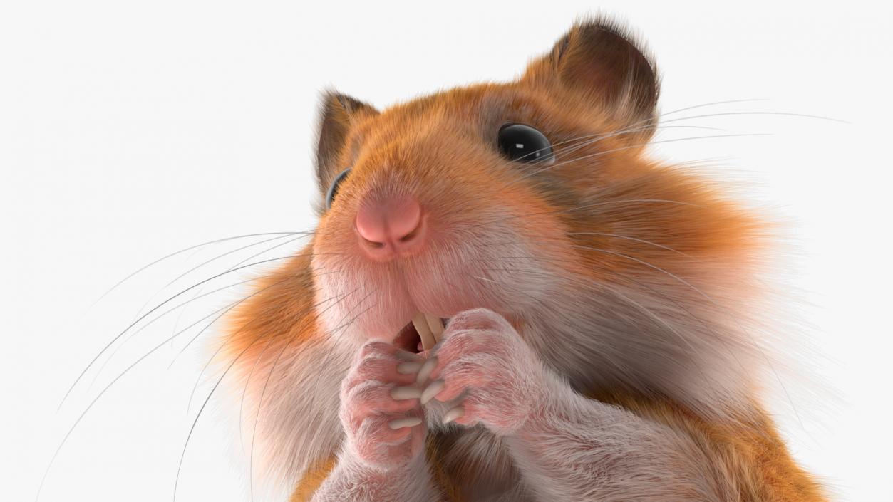 3D Golden Hamster Rigged