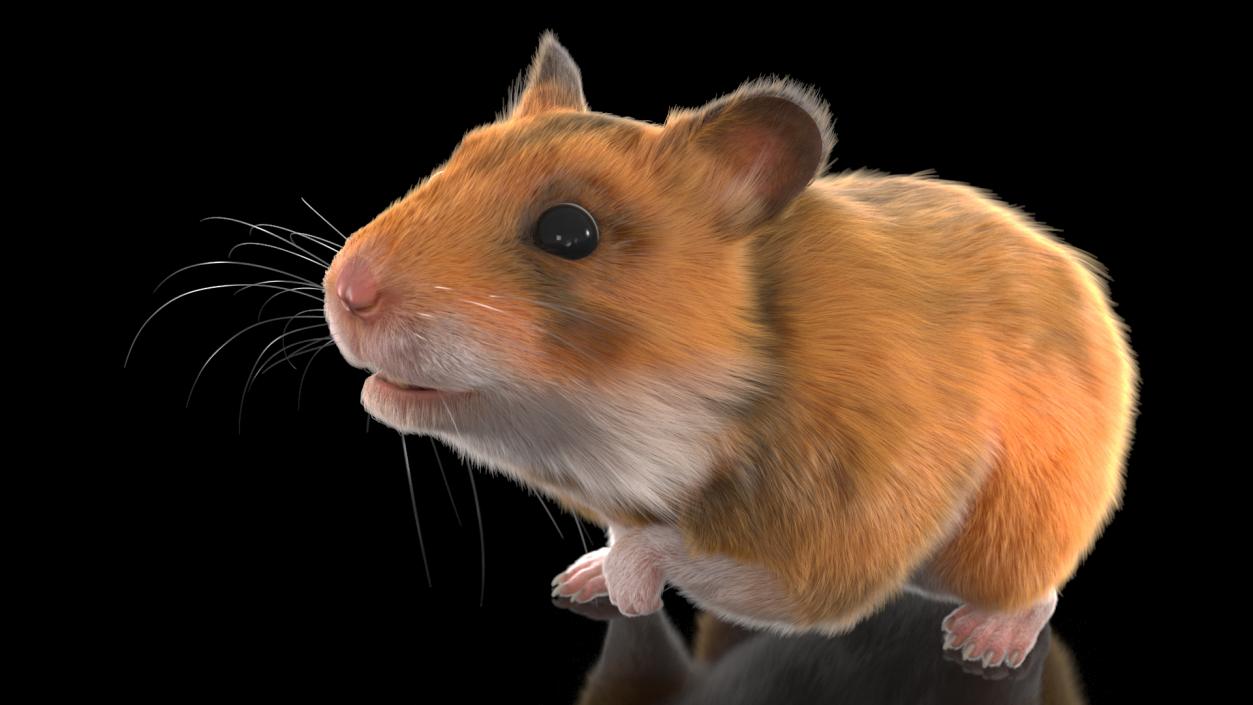 3D Golden Hamster Rigged