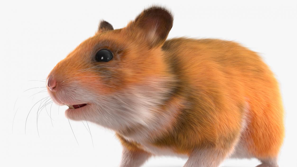 3D Golden Hamster Rigged