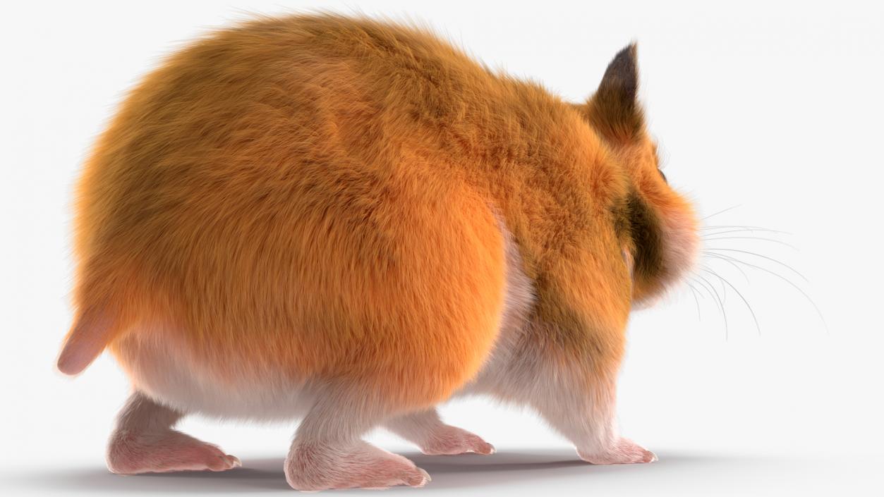 3D Golden Hamster Rigged