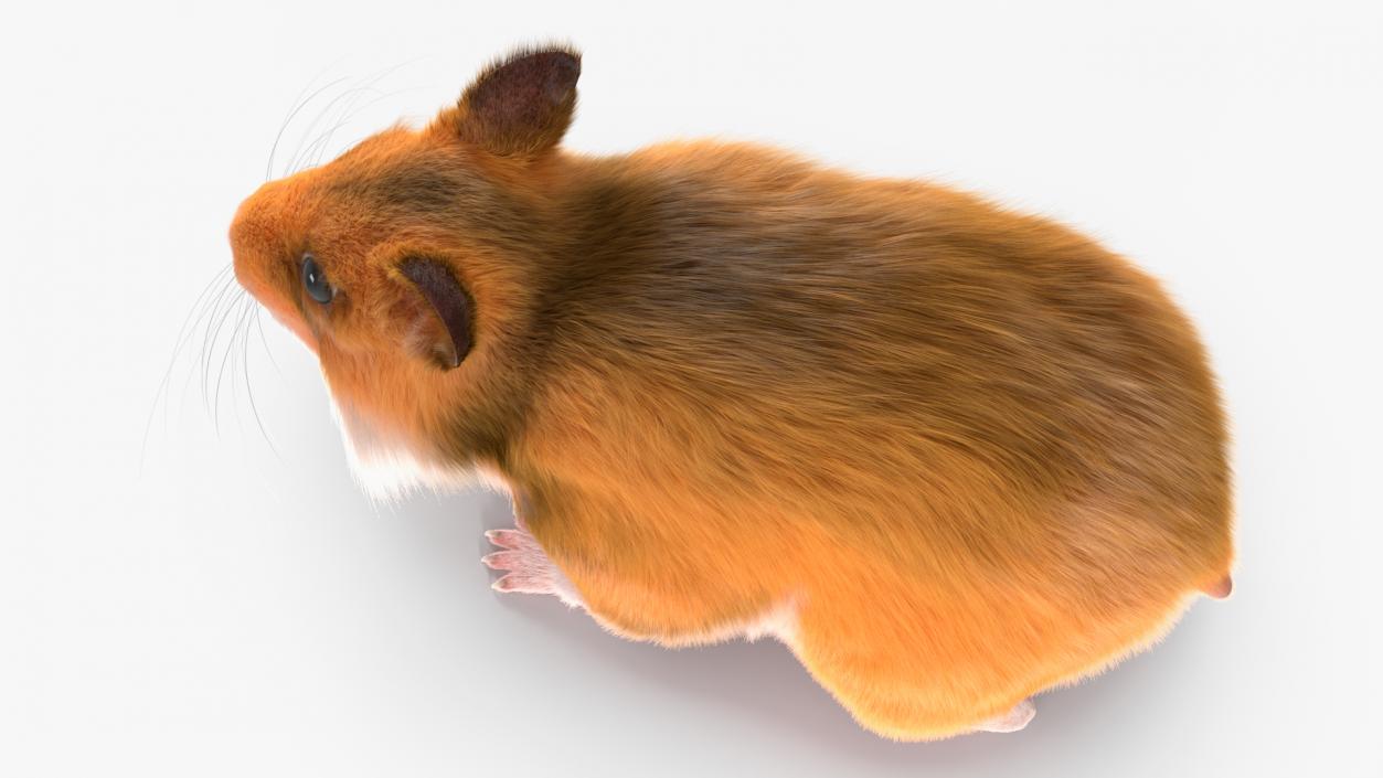 3D Golden Hamster Rigged