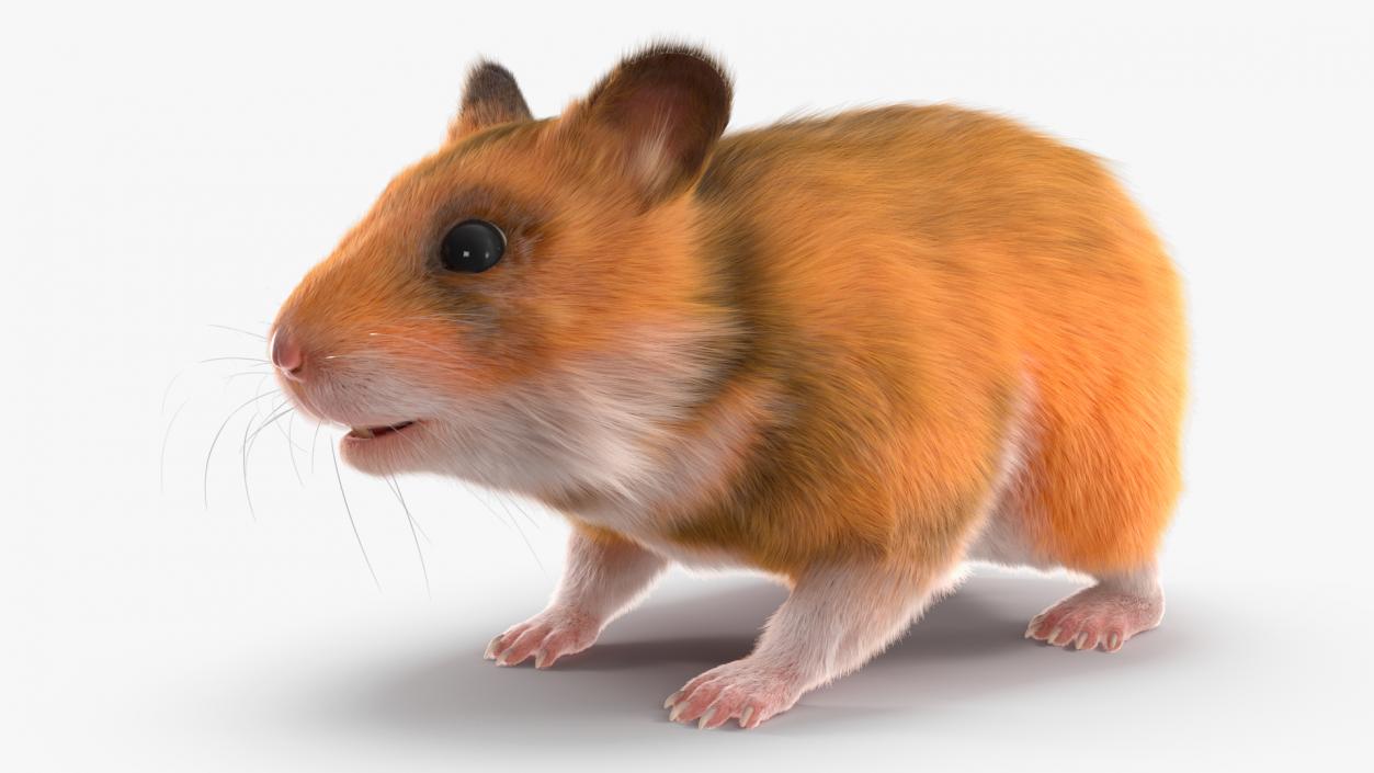 3D Golden Hamster Rigged