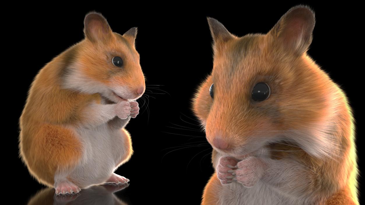 3D Golden Hamster Rigged