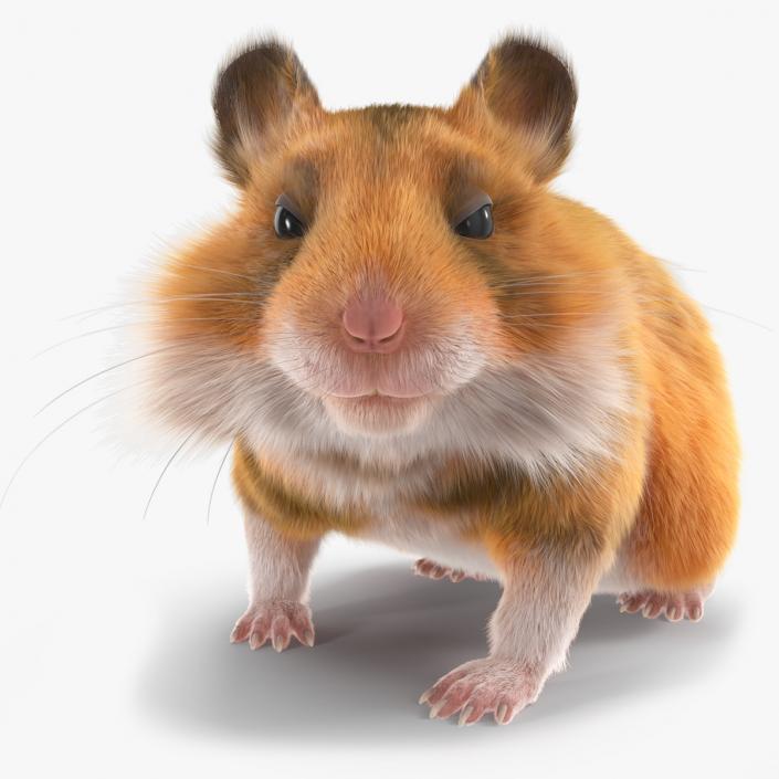 3D Golden Hamster Rigged