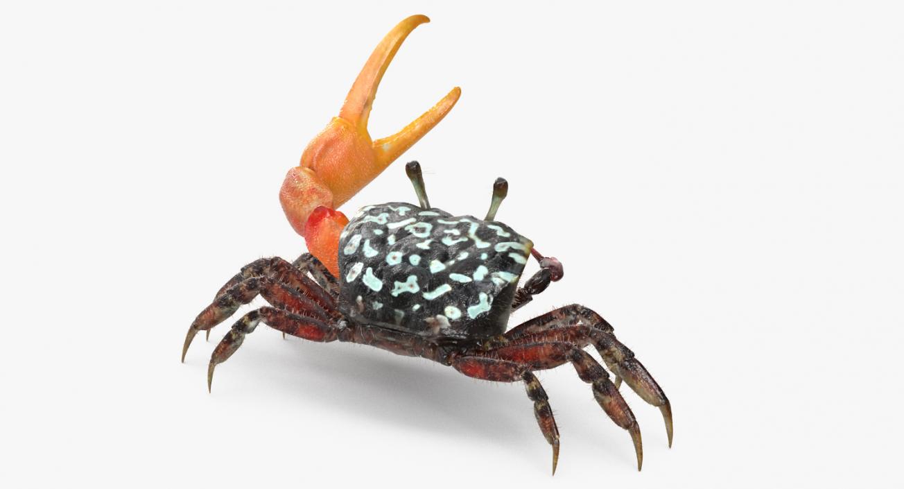 3D model Fiddler Crab Fighting Pose with Fur