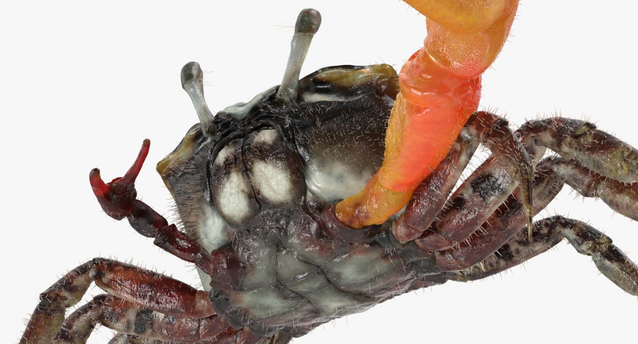 3D model Fiddler Crab Fighting Pose with Fur