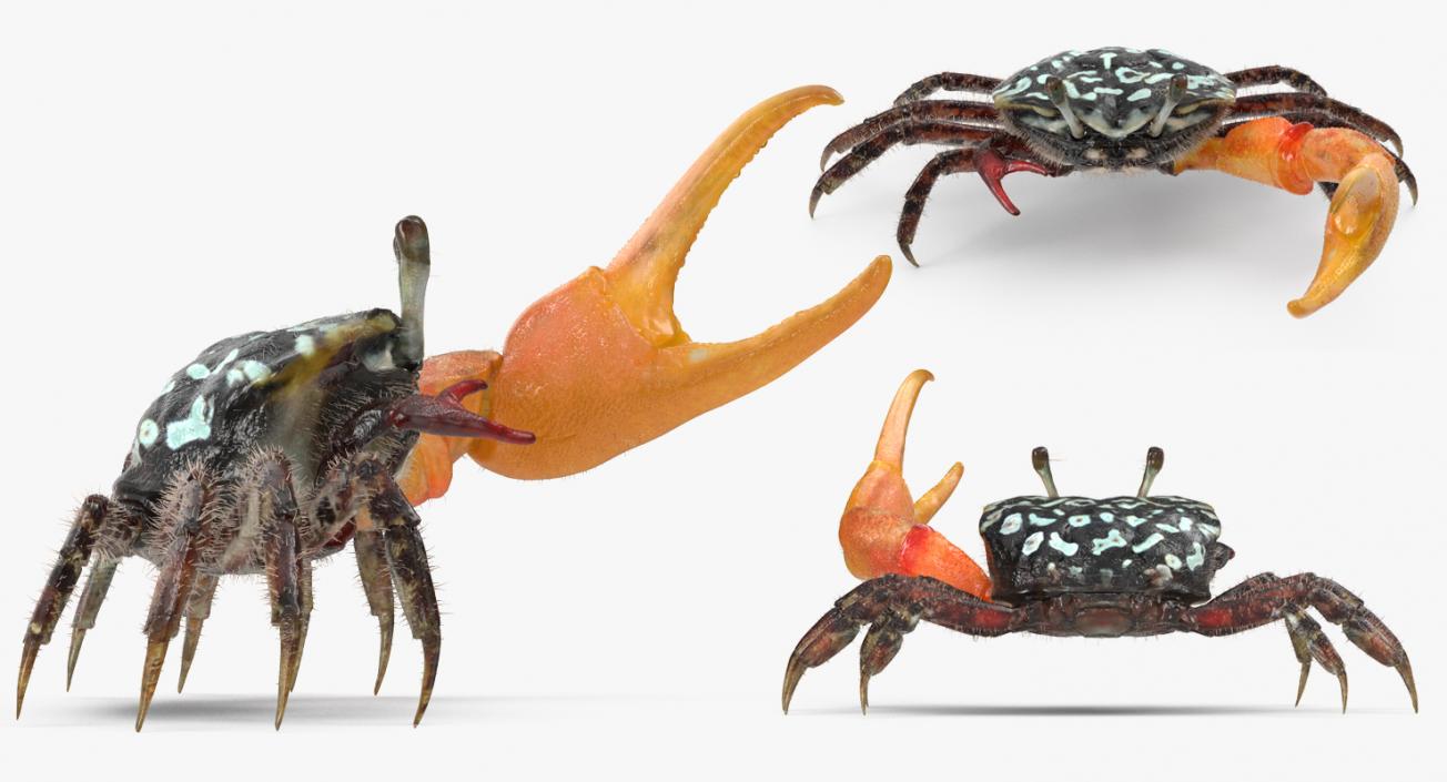 3D model Fiddler Crab Fighting Pose with Fur