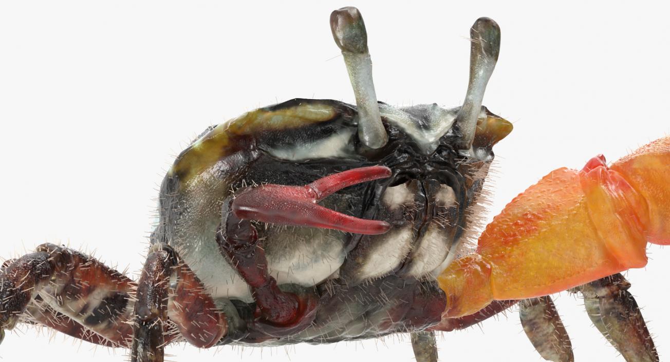 3D model Fiddler Crab Fighting Pose with Fur