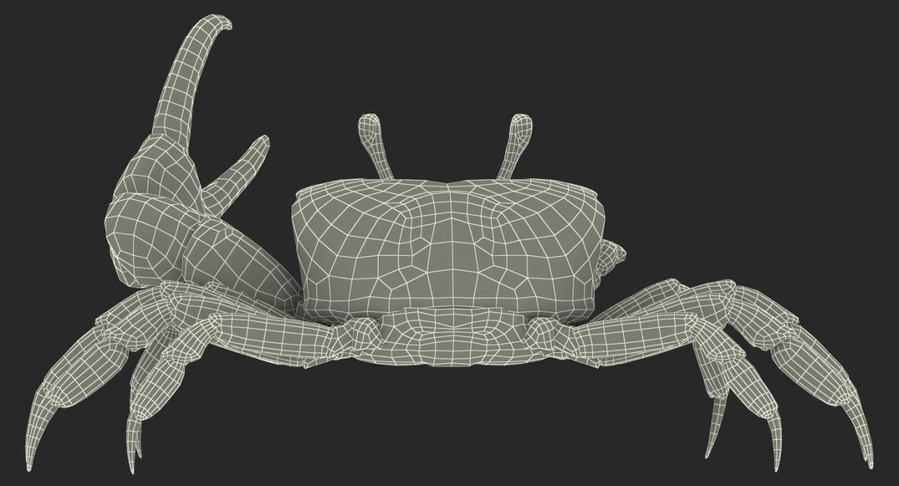 3D model Fiddler Crab Fighting Pose with Fur