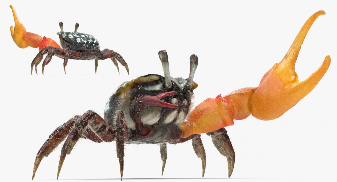 3D model Fiddler Crab Fighting Pose with Fur