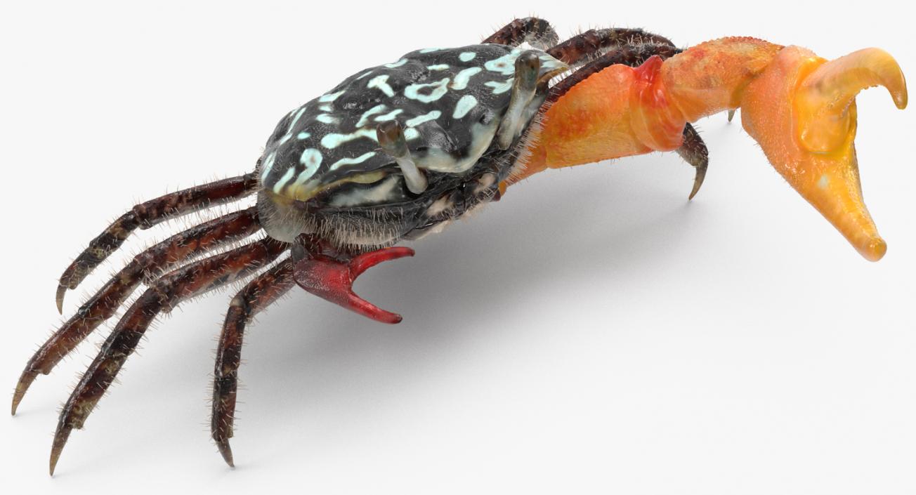 3D model Fiddler Crab Fighting Pose with Fur