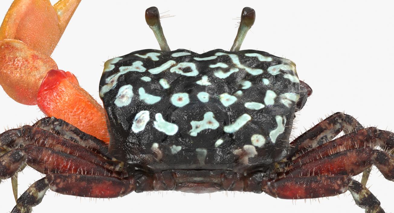 3D model Fiddler Crab Fighting Pose with Fur