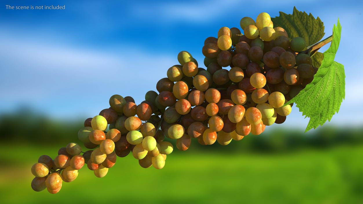 3D Pink Sultana Grape Cluster