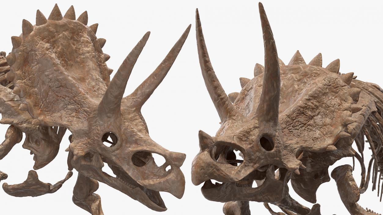 Triceratops Skeleton Fossil Rigged 3D model