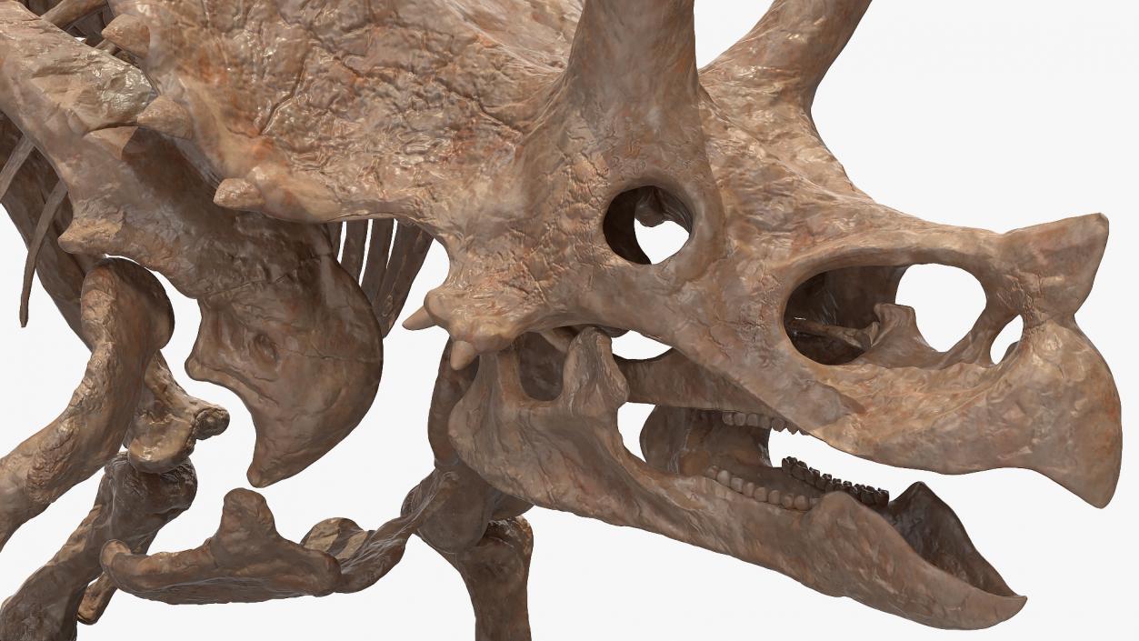 Triceratops Skeleton Fossil Rigged 3D model