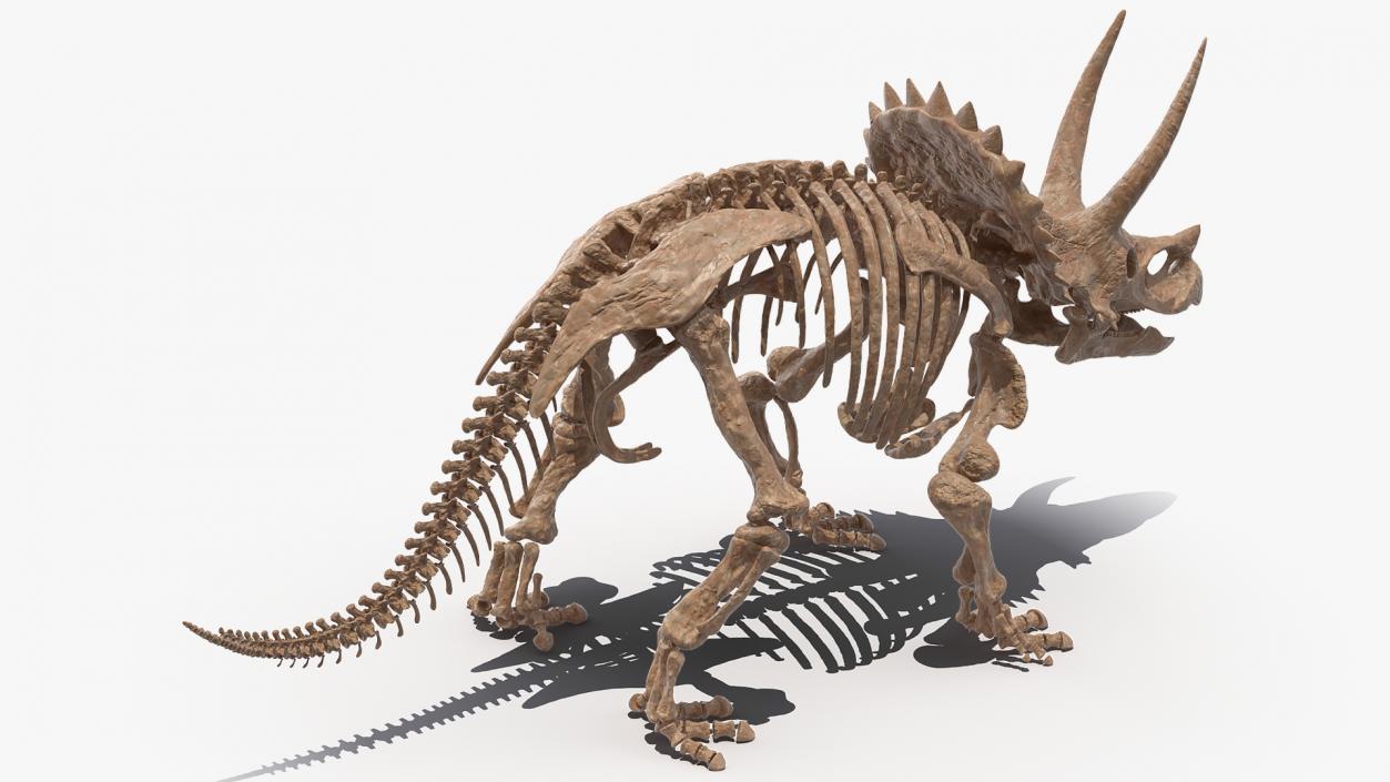 Triceratops Skeleton Fossil Rigged 3D model