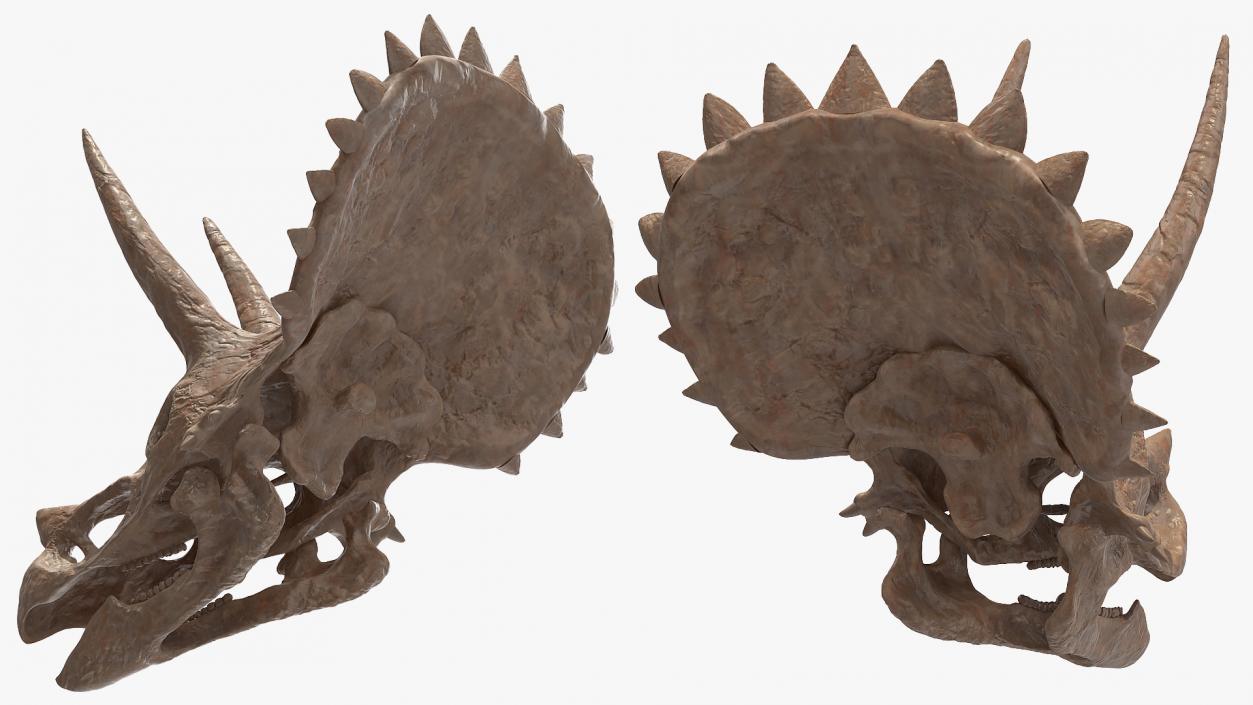 Triceratops Skeleton Fossil Rigged 3D model