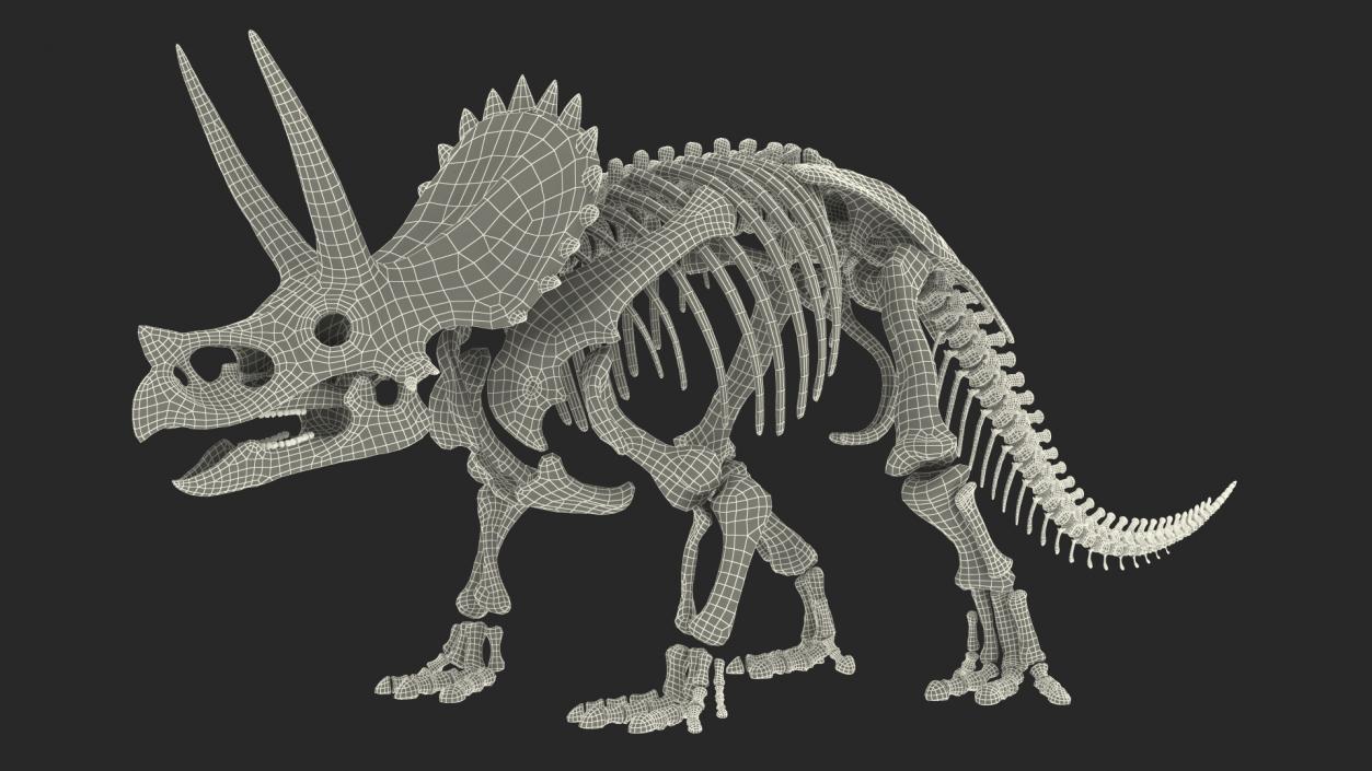 Triceratops Skeleton Fossil Rigged 3D model