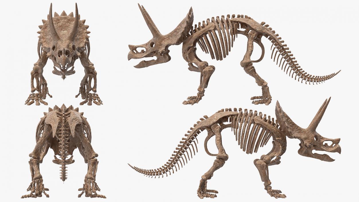 Triceratops Skeleton Fossil Rigged 3D model