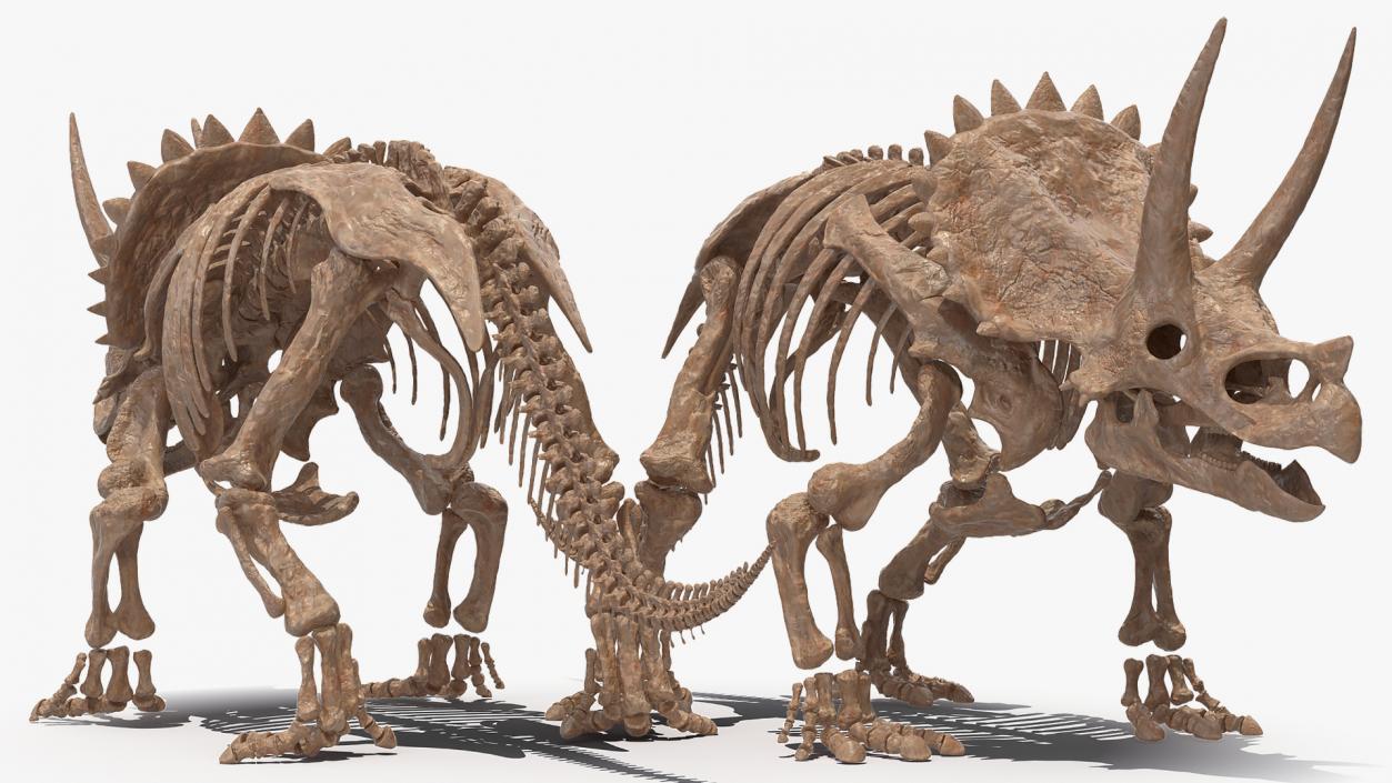 Triceratops Skeleton Fossil Rigged 3D model