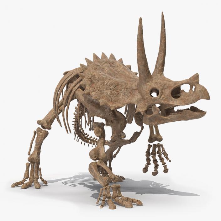 Triceratops Skeleton Fossil Rigged 3D model