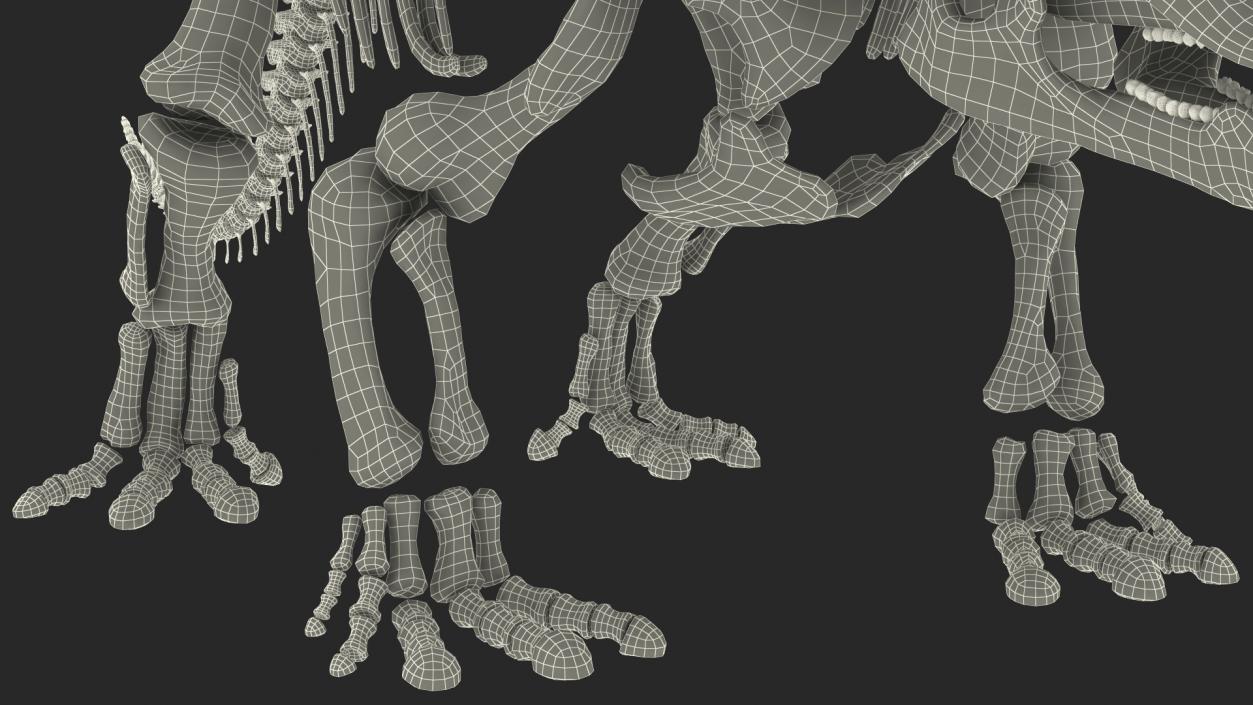 Triceratops Skeleton Fossil Rigged 3D model