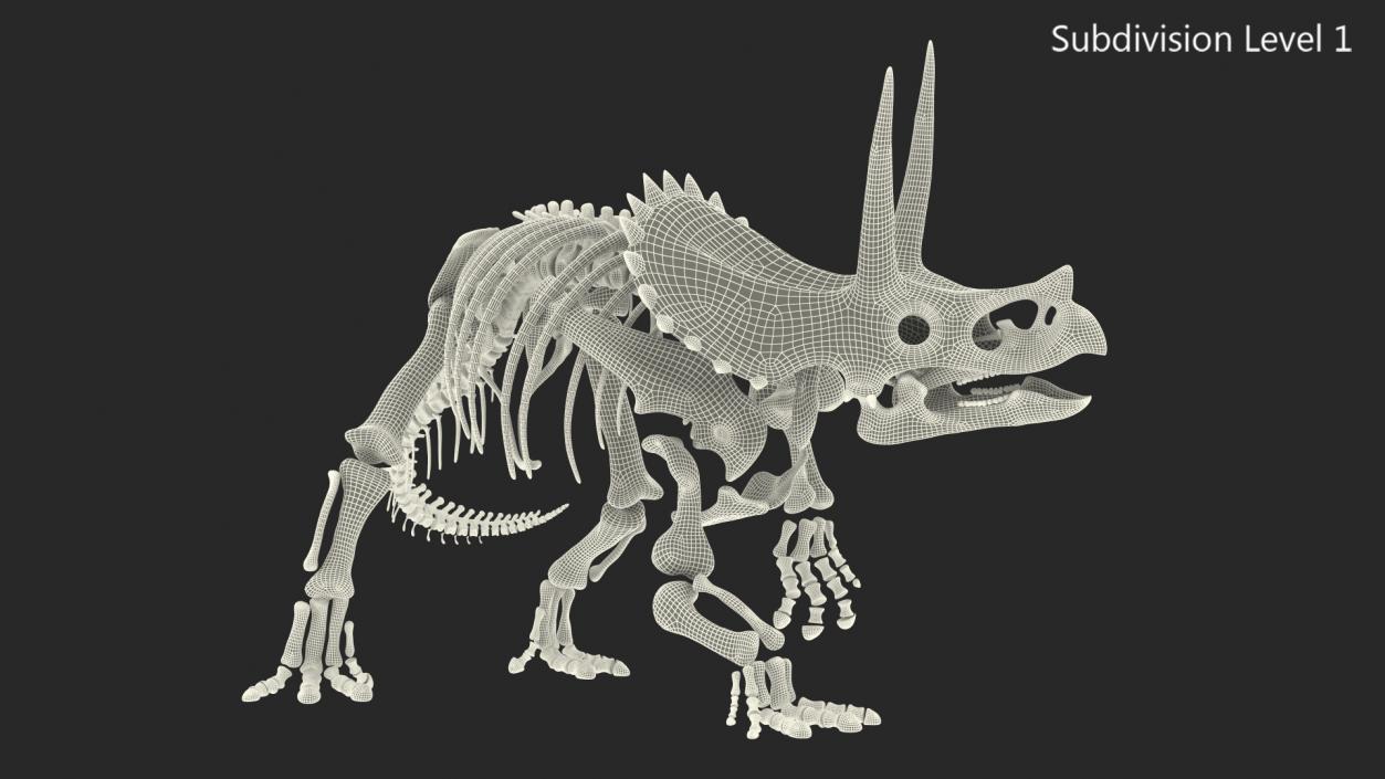 Triceratops Skeleton Fossil Rigged 3D model