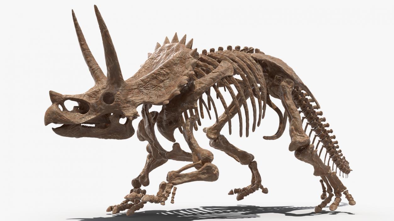 Triceratops Skeleton Fossil Rigged 3D model