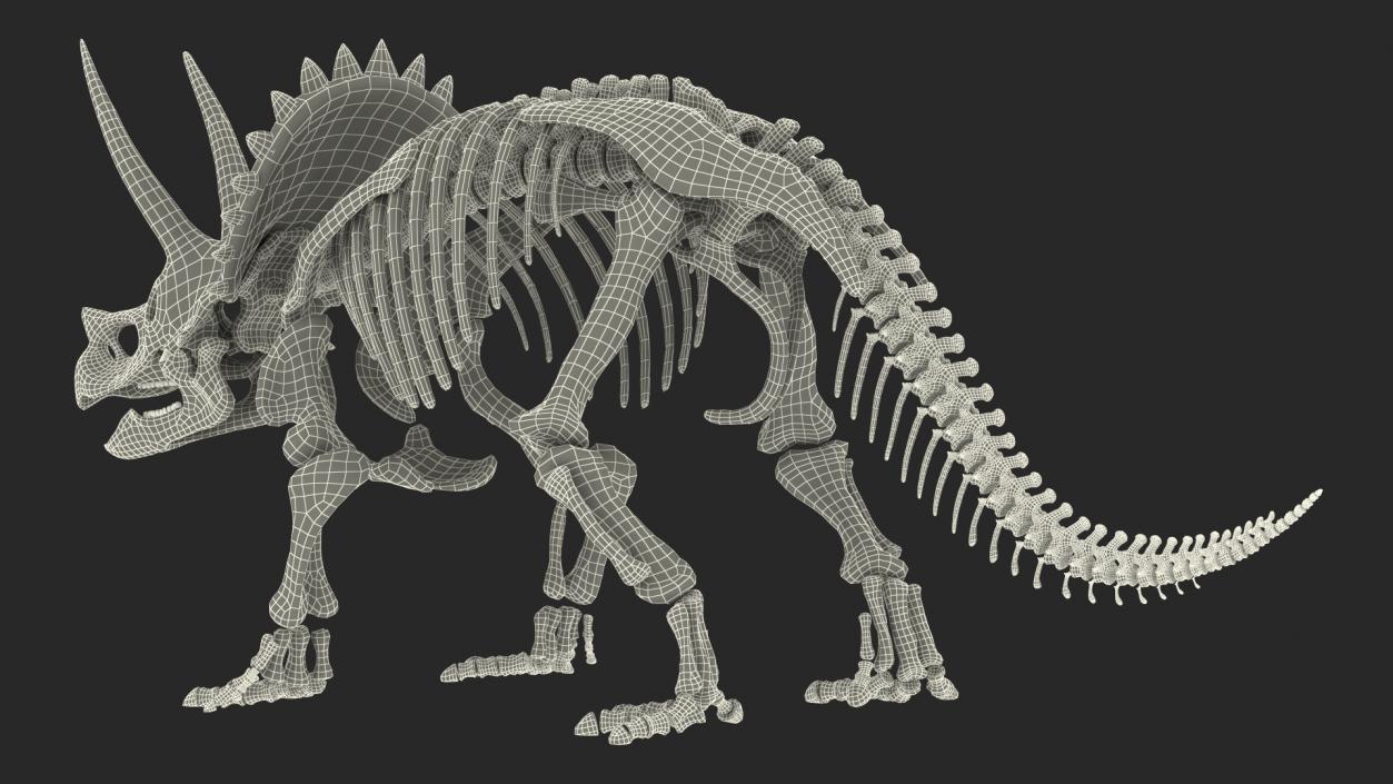 Triceratops Skeleton Fossil Rigged 3D model