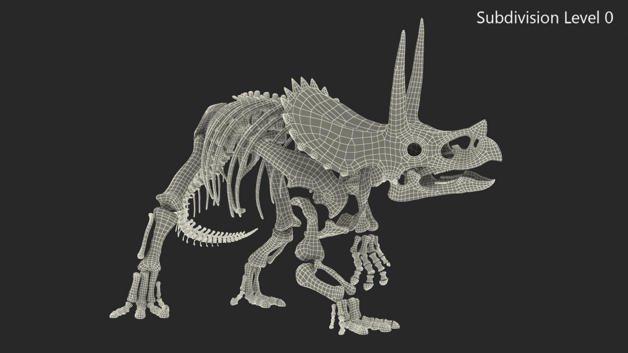 Triceratops Skeleton Fossil Rigged 3D model