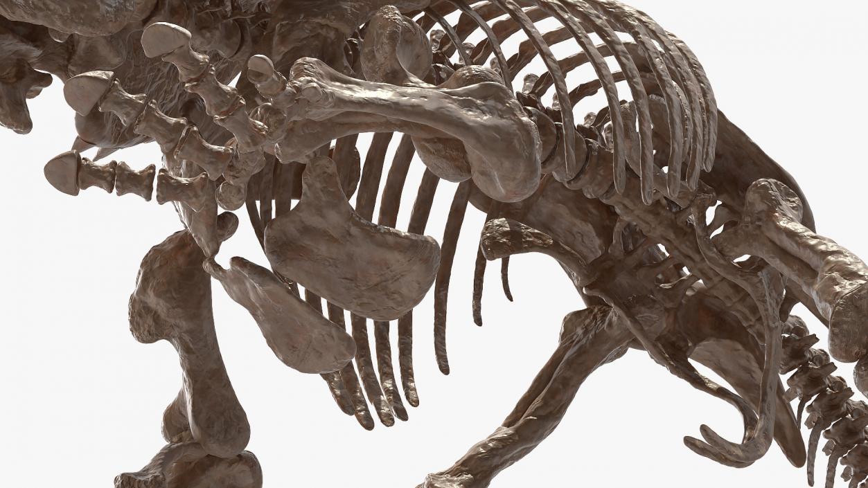 Triceratops Skeleton Fossil Rigged 3D model