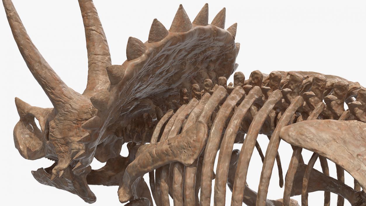 Triceratops Skeleton Fossil Rigged 3D model