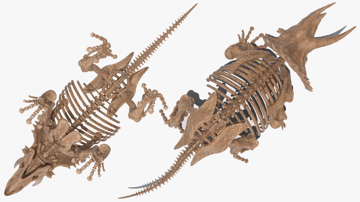 Triceratops Skeleton Fossil Rigged 3D model