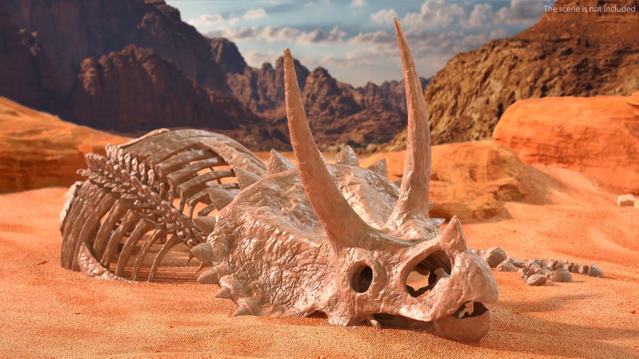 Triceratops Skeleton Fossil Rigged 3D model