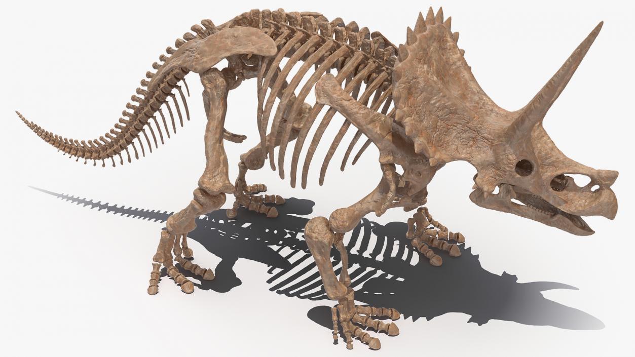 Triceratops Skeleton Fossil Rigged 3D model