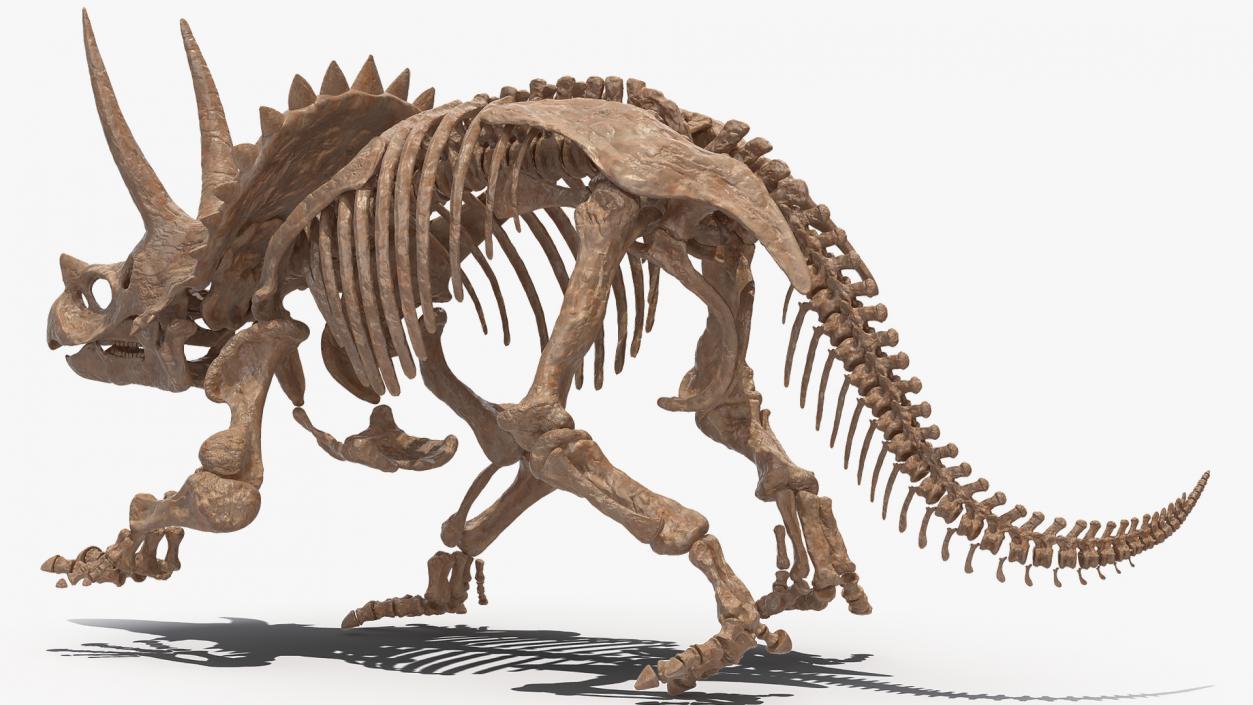 Triceratops Skeleton Fossil Rigged 3D model